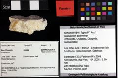 Foto (Objket + Etiketten) von Cracensigillatus gracilirostrus (Robins, Feldmann & Schweitzer, 2013) 